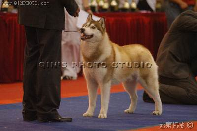 2005����еڶ��Ç��H����չ�����ı�������Ȯչ�u��ِ, Romeo�A��RBIS